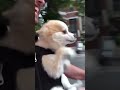Funny dog rides a bike 😃 - Cute Animal Videos #Shorts