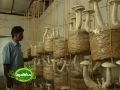 Success story of mushroom cultivation : കൂൺ കൃഷിയിലെ വിജയഗാഥ