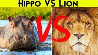 Lion🐅 Attack hippo🦛in Forest - | Wildlife documentary in Hindi | Wildkeetanimals | Discovery Channel