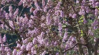 1110412武陵農場的泡桐花