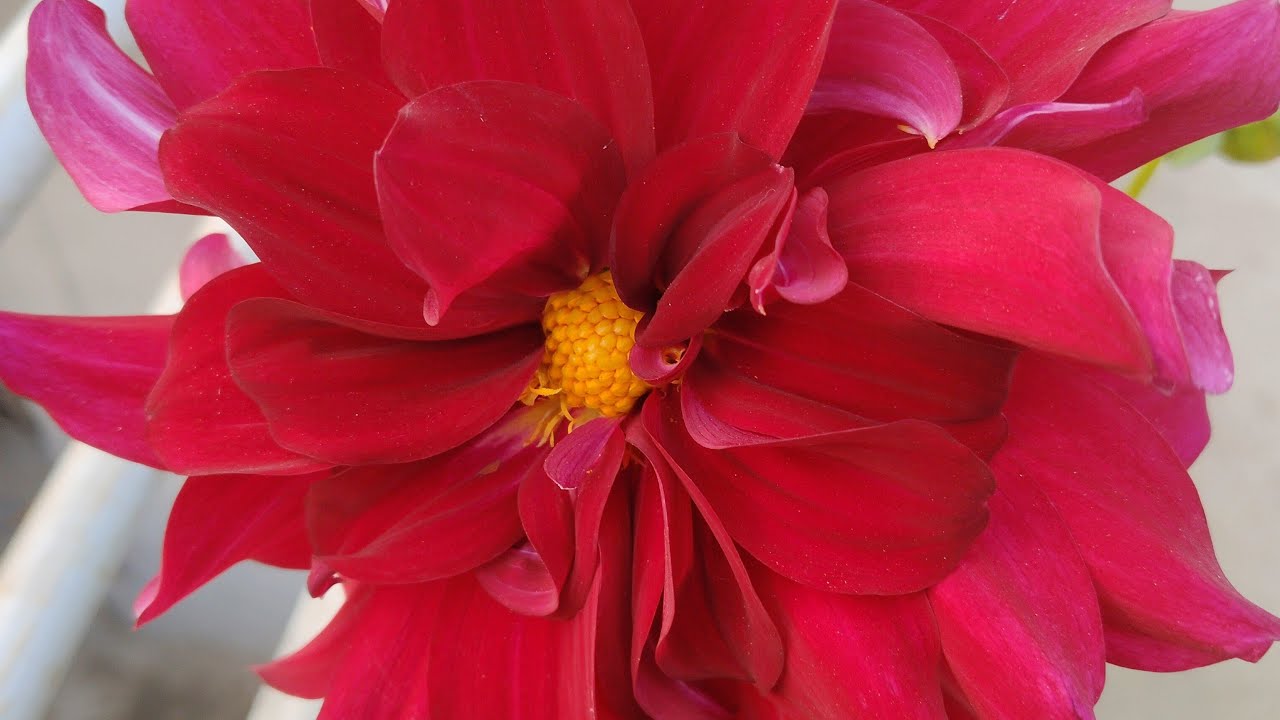 শুভ সন্ধ্যা