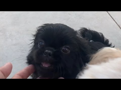 Video: El nuevo y moderno tipo de tratamiento para perros Shih Tzus Go Nuts For