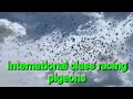 international class racing pigeons