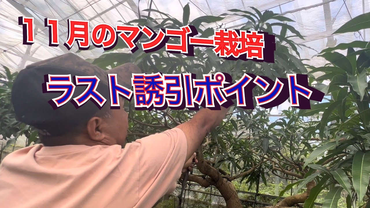 5分間で教える❗️11月のマンゴー栽培『ラスト誘引のポイント』 - YouTube