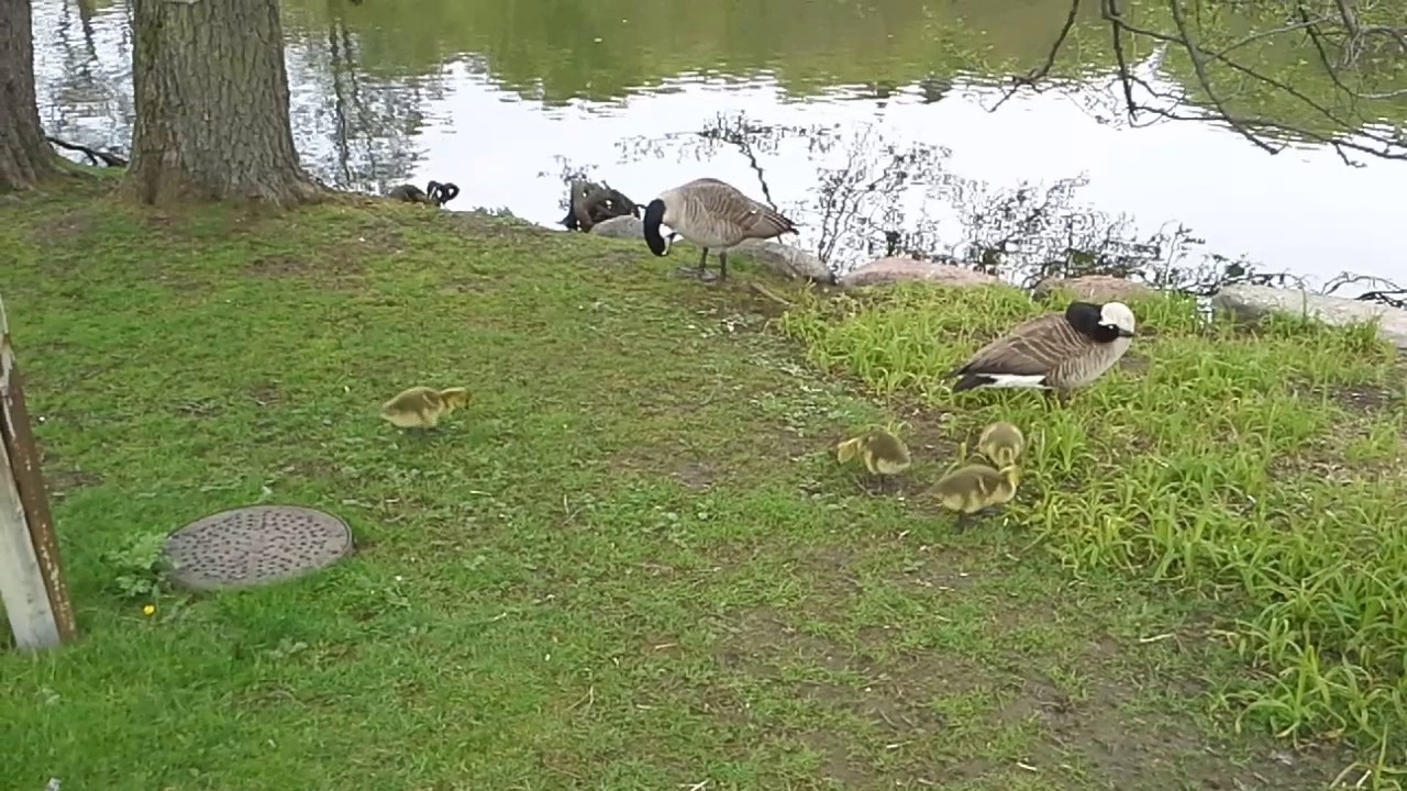 Canada Gooses with babies.