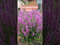 The Prettiest Pink Salvia From Proven Winners Salvia Plants ProvenWinnersYouTube The Prettiest Pink Salvia From Proven Winners Salvia Plants ProvenWinnersYouTube