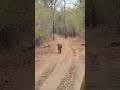 When D1 walks Bandhavgarh #maletiger #tigerking #corezone #wildlife #tigerwalk 🐅 moment #shorts