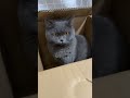 Why Do Cats Love Boxes So Much? #cat #catshorts #cute #funny #cutecat