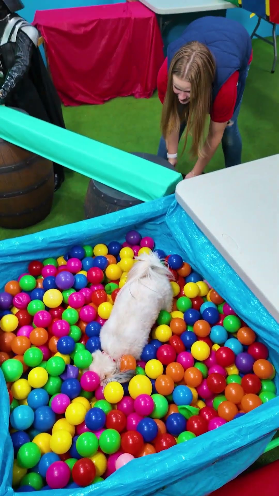 Assistant Has Waffles Run the Elevated Bridge Obstacle Course #FamilyFun #FunnyDogs