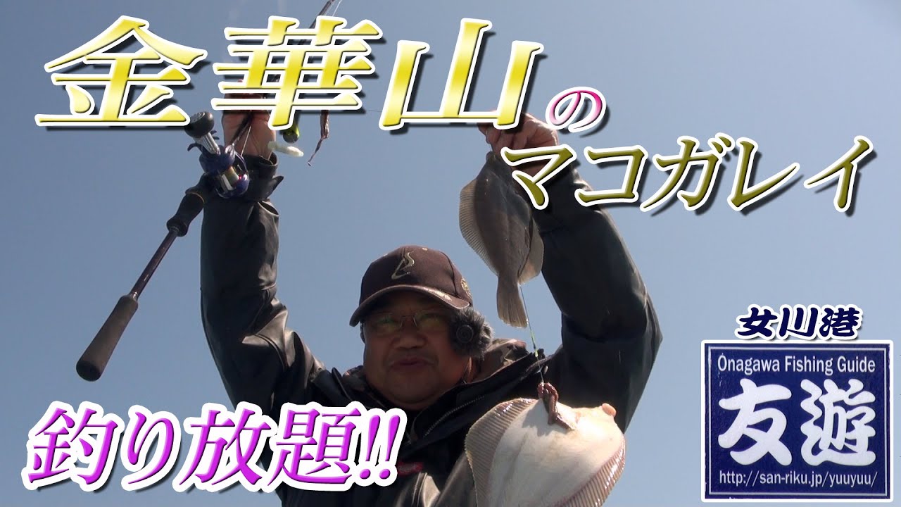 絶好調の金華マコ～！