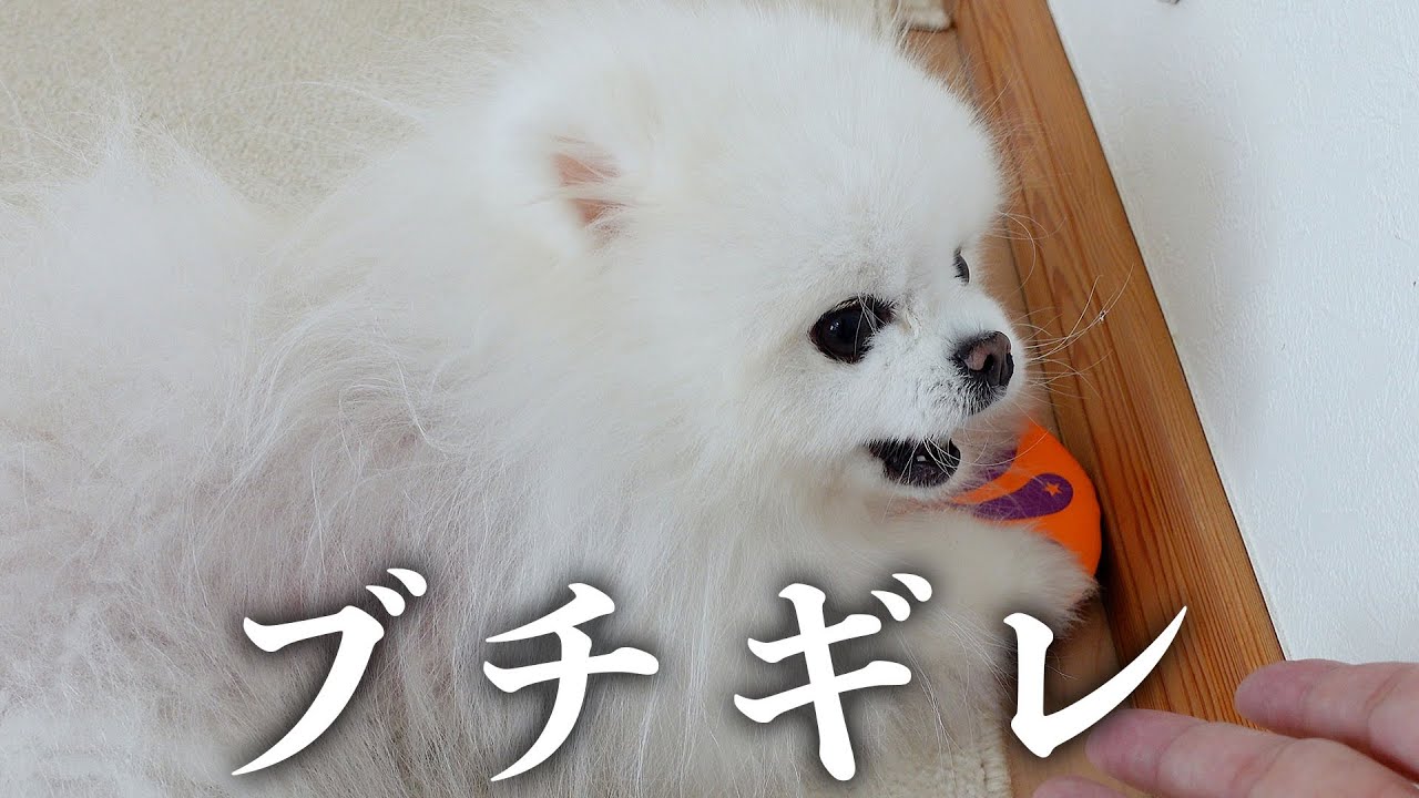 手を出した飼い主にキレてしまったポメラニアン