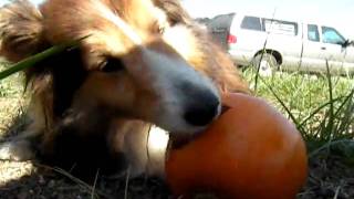 Dog B.E by HorseLoverHMB 60 views 13 years ago 35 seconds