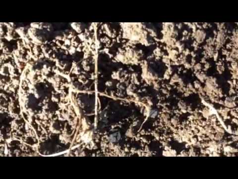 ჭიანჭველები