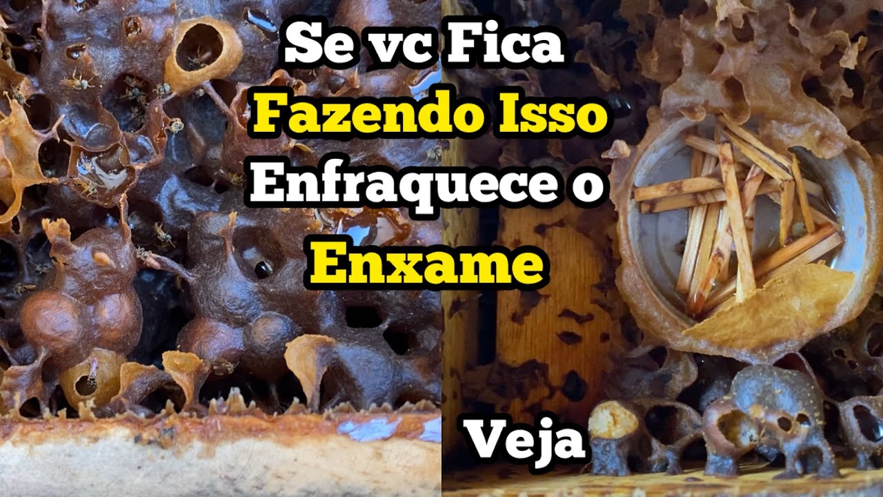 SE VC FAZ ISSO ESTA ENFRAQUECENDO SEU ENXAME .Veja o meu Erro Prejudicou Muito