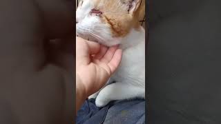 Odin was discharged 😊I found Odin blind in both eyes. One eye was saved with treatment,