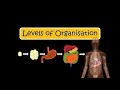 Levels of Organization in Living Organisms