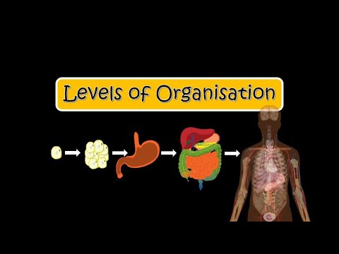 Video: Wat is vier vlakke van organisasie in 'n meersellige organisme?