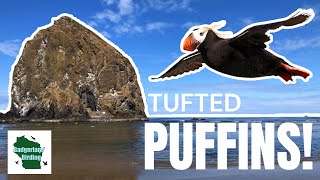 Puffin Party Extravaganza: Discovering Haystack Rock's Tufted Puffins!