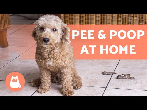 Video: Paano Linisin Ang Dog Poop