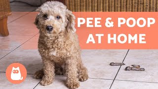 My DOG PEES and POOPS Indoors  (Behavior and Cleaning Tips)