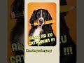 Hundeschule ist nicht nur gut im Tricks zu lernen ... #goodmorningpets #podcast #hundetraining