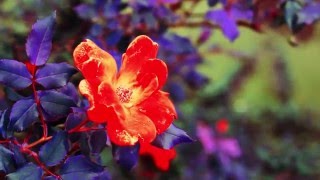 Color Theory- Harmony Vs Discord