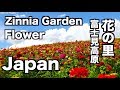 4k 富士見高原 花の里のヒャクニチソウ Zinnia Garden in hananosato 花の名所 ジニア フラワーガーデン長野観光 Japan  Flower Garden