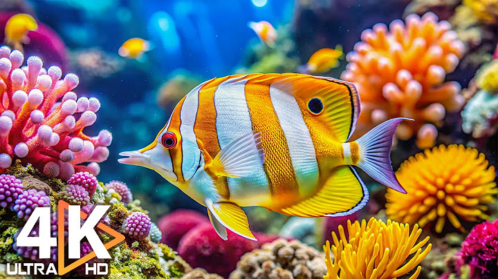 The Best 4K Aquarium 🐠 Colorful Coral Reef Fish & Jellyfish - Relaxing Music for Sleep