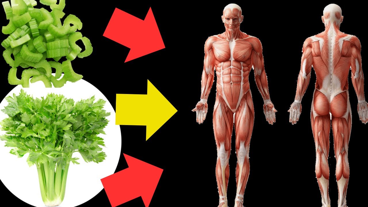 See What Happens To Your Body When You Eat Celery Everyday YouTube