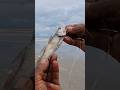 saltwater fishing bait
