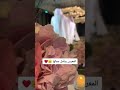 زفة عروسه 2024 ماجد المهندس على طاري الجمال الي تفاصيله ترد الروح 9666583038718 
