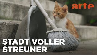 Istanbul, Stadt der Katzen | 360° Reportage | ARTE Family