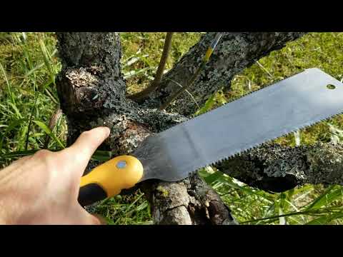 Wound analysis on an old apple tree and grafting to promote healing