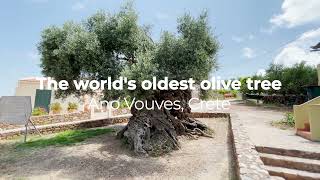 World&#39;s oldest olive tree | Ano Vouves, Crete