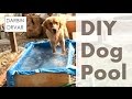 Can You Build a Pool for your Dog?