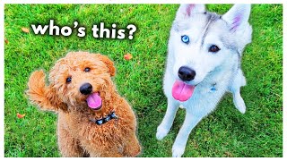 My Husky Meets a New Puppy Friend! (And teaches him how to SWIM?!)