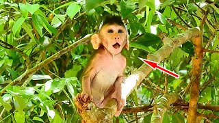 Billion Pitiful Adorable Baby Chinn Look Very Scare Big Other Animals, She is Crying So Loudly in Fo