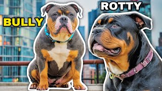 Rottweiler VS American Bully XL Comparison