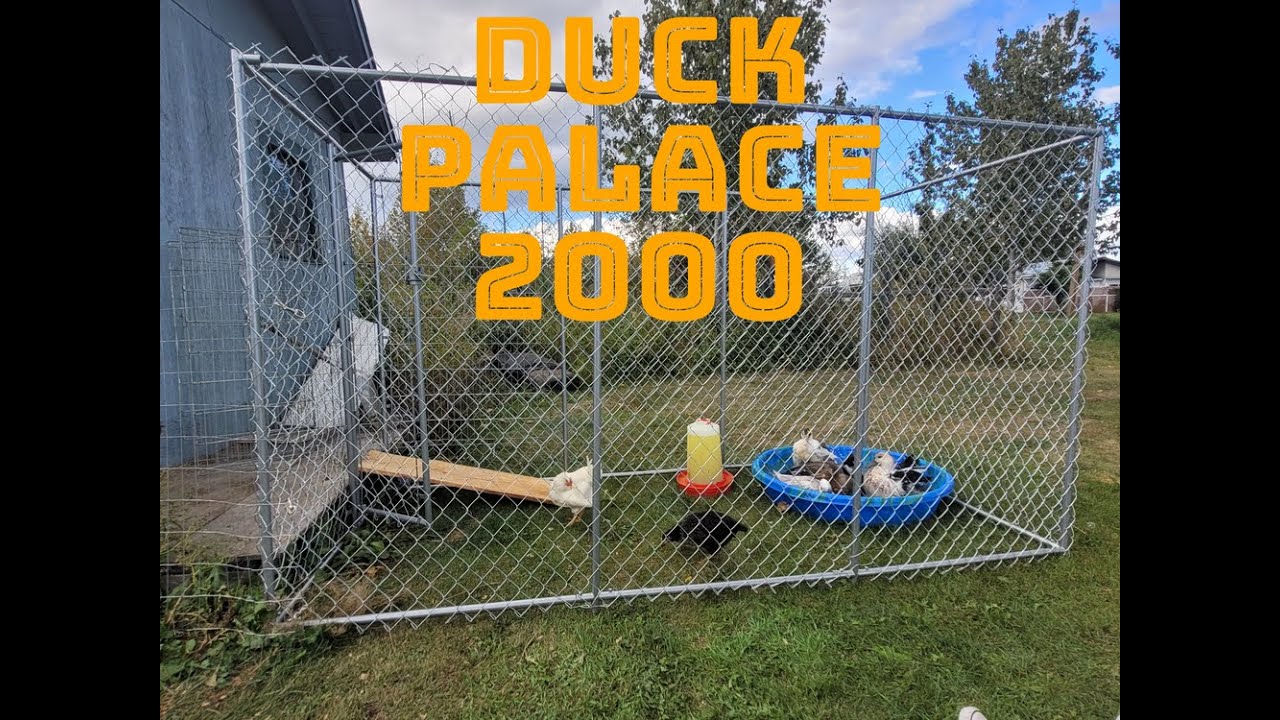 Duck Palace 2000