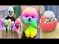 Tik Tok Chó Phốc Sóc Mini 😍 Funny and Cute Pomeranian #115
