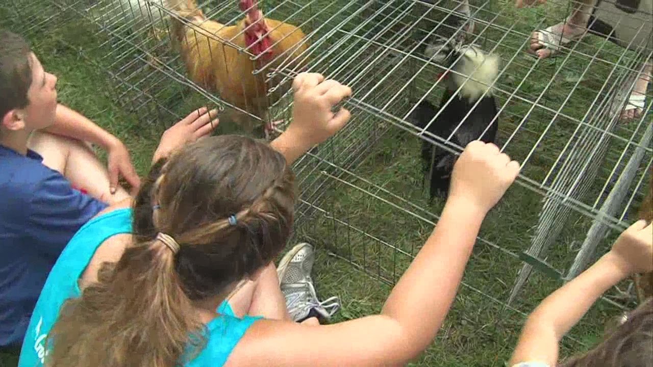 Rooster crowing contest at Vigo County Fair