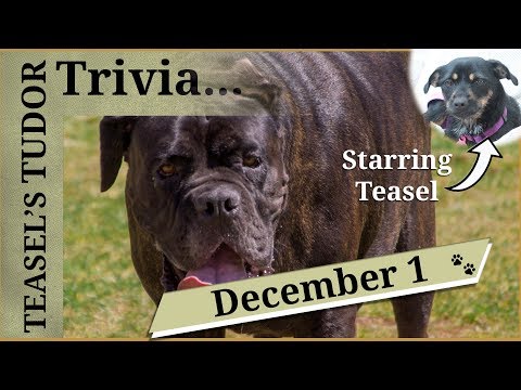 Teasel's Tudor Trivia - December 1