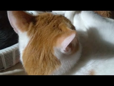 かご猫LIVE配信221014