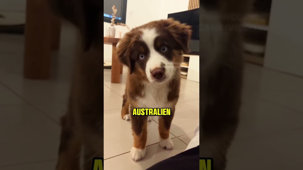 Les 3 races de chiens qui vivent le plus longtemps 