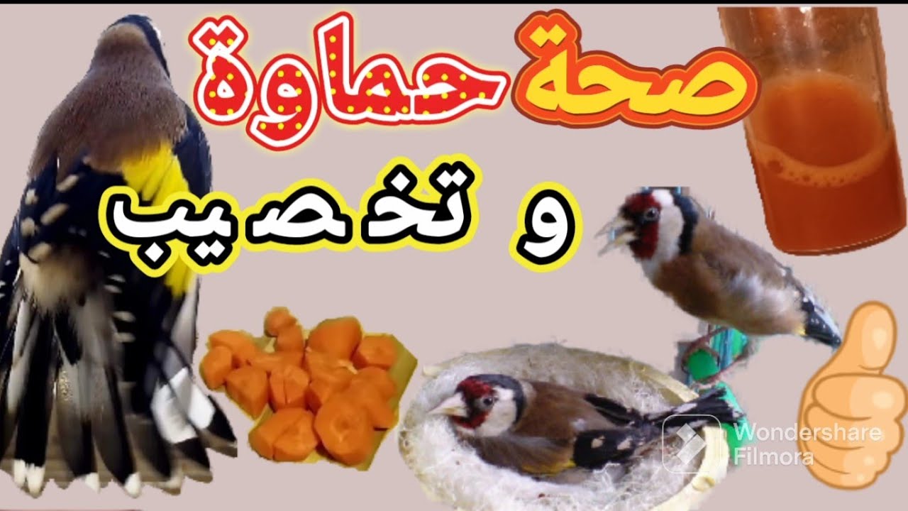 لا تستغني أبدا عن تقديم الجزر للحسون الكناري و كل الطيور : صحة مناعة قوية جهوزية كاملة تخصيب للبيض