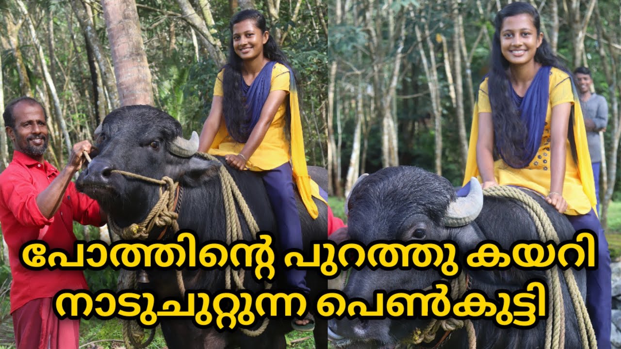 പോത്തിന്റെ പുറത്ത്കയറി നാടുചുറ്റുന്ന പെൺകുട്ടി