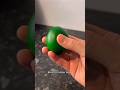 Green Eggs And Ham Science Rubberegg 