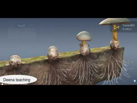 الفطر عيش الغراب  3