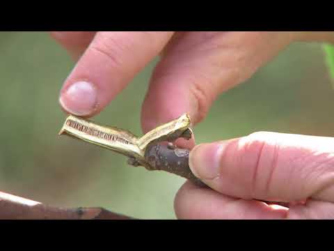 Hoe te hemelboom identificeren, de Boom van de Hemel