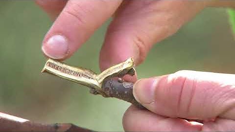 How to Identify Ailanthus altissima, the Tree of Heaven